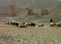 遺跡と放牧