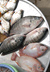 メコン支流で捕れた魚