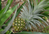 パイナップル